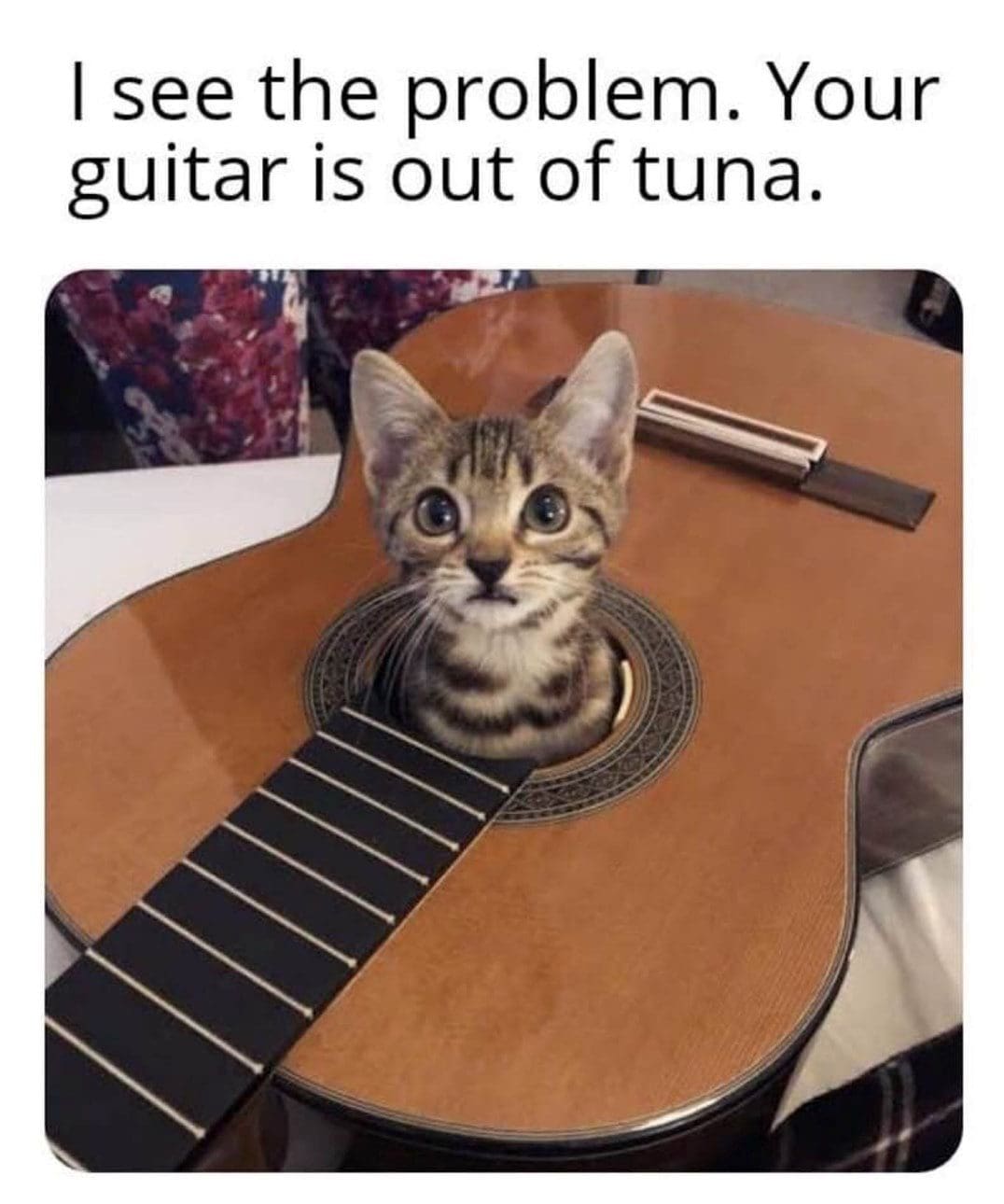 Funny - Cat says guitar is out of tuna