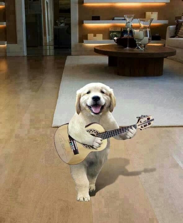 Funny - Dog plays guitar 3